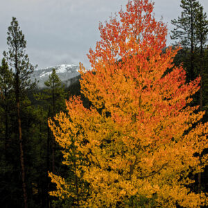 Fire Aspen