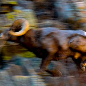 Skippy - Big Horn in Motion